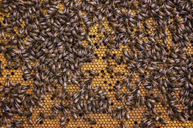 Da bi bh. pčelari bili konkurentni moraju se povećati poticaji za pčelarstvo