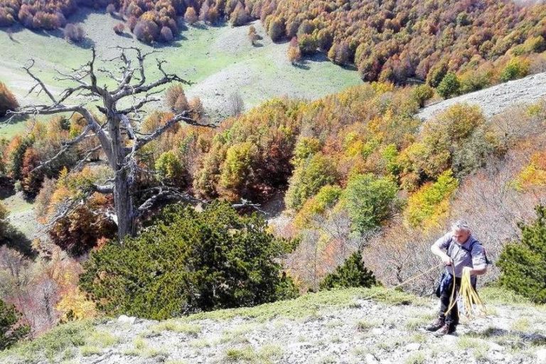 Najstarije drvo u Evropi ima 1.230 godina