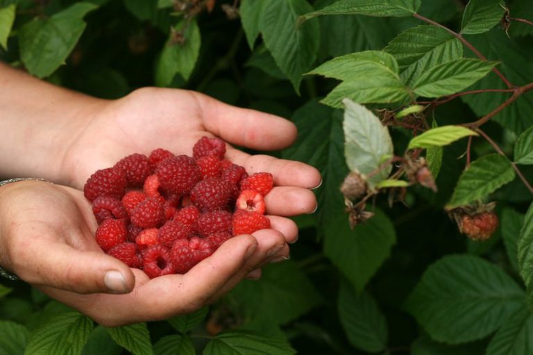 Trenutna prodajna cijena malina u BiH i do 10 KM po kilogramu, cijene će značajno pasti