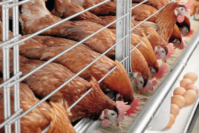 Peradari iz BiH spremni za tržište Evropske unije: Nametnut ćemo se kvalitetom