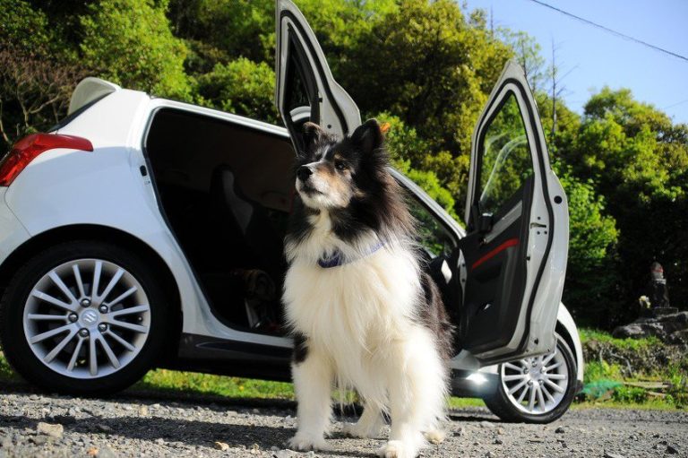 Znate li zašto psi trče za određenim automobilima?