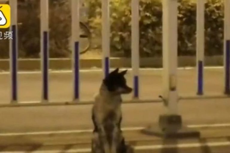 Pas koji je više od 80 dana na cesti čekao vlasnicu koja je preminula osvojio Kineze