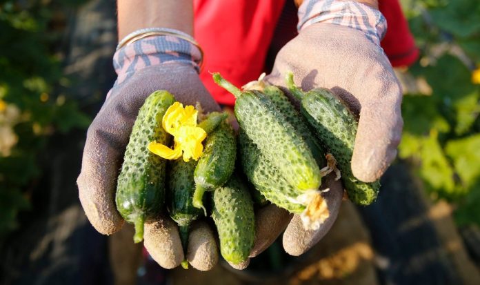 berba krastavac 696x413 1