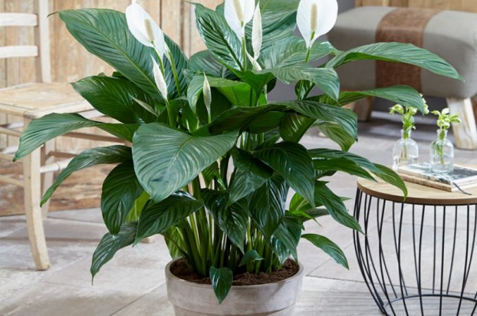 Ako ju nemate u svom domu, što prije nabvite: Ova biljka ženama donosi sreću