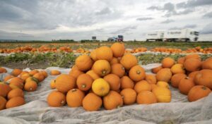 bundeve 872x511 1 696x408 1