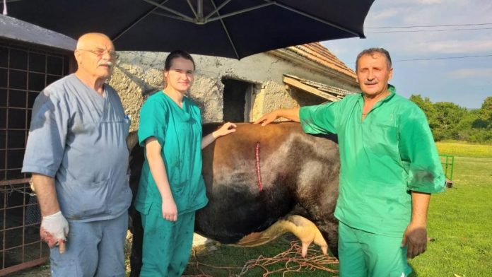 carski rez krava1 696x392 1