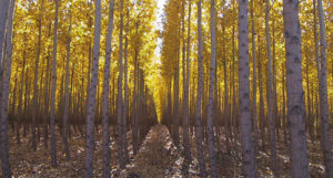 chapple poplars