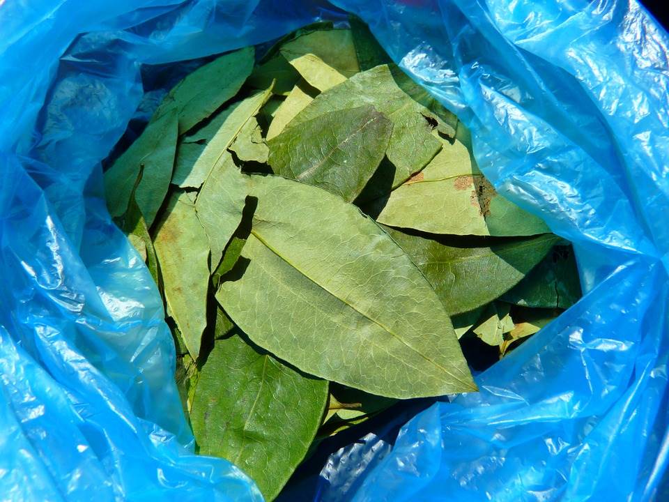 coca leaves 43289 960 720