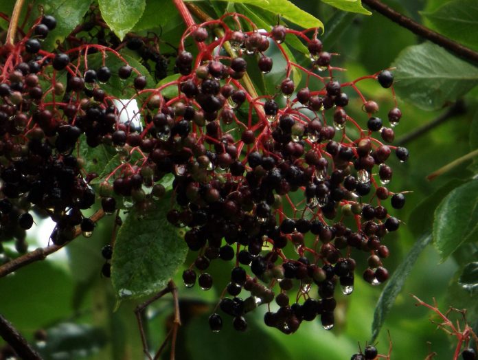 crna bazga zova 696x524 1