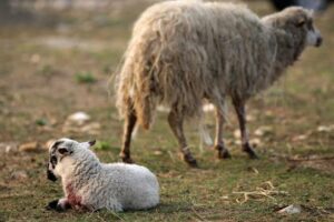 dc2b5093b1cf16a535bf