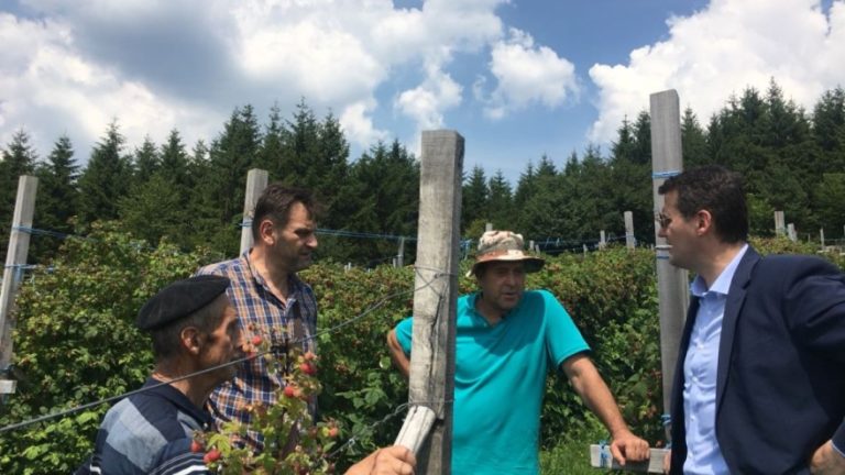 ZENICA: Malinari prisiljeni na sve uslove, traže pomoć države, a malina trune pa se kvari i zdrava