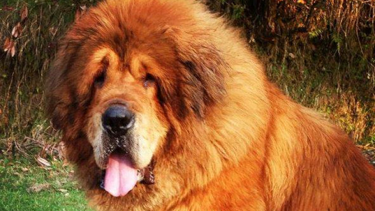 Najskuplji pas na svijetu košta milion dolara