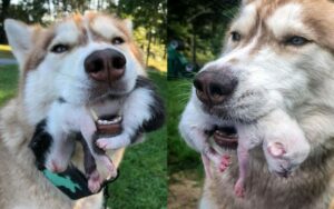 hrabri haski spasao macice featured 640x401 1