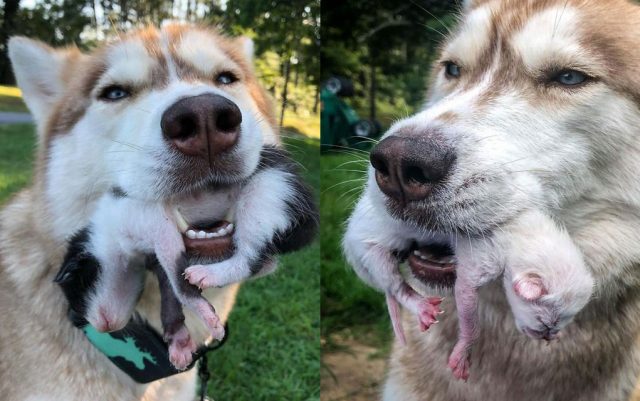 hrabri haski spasao macice featured 640x401 1