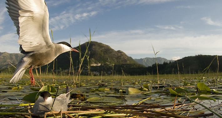Populacije divljih vrsta od 1970. smanjene za dvije trećine, u BiH ugrožene rijeke!