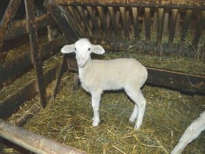 images agrosfera agroteme jagnjee