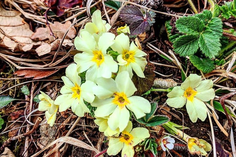 Ovaj cvijet riznica je zdravlja ali ga nepravedno zapostavljamo
