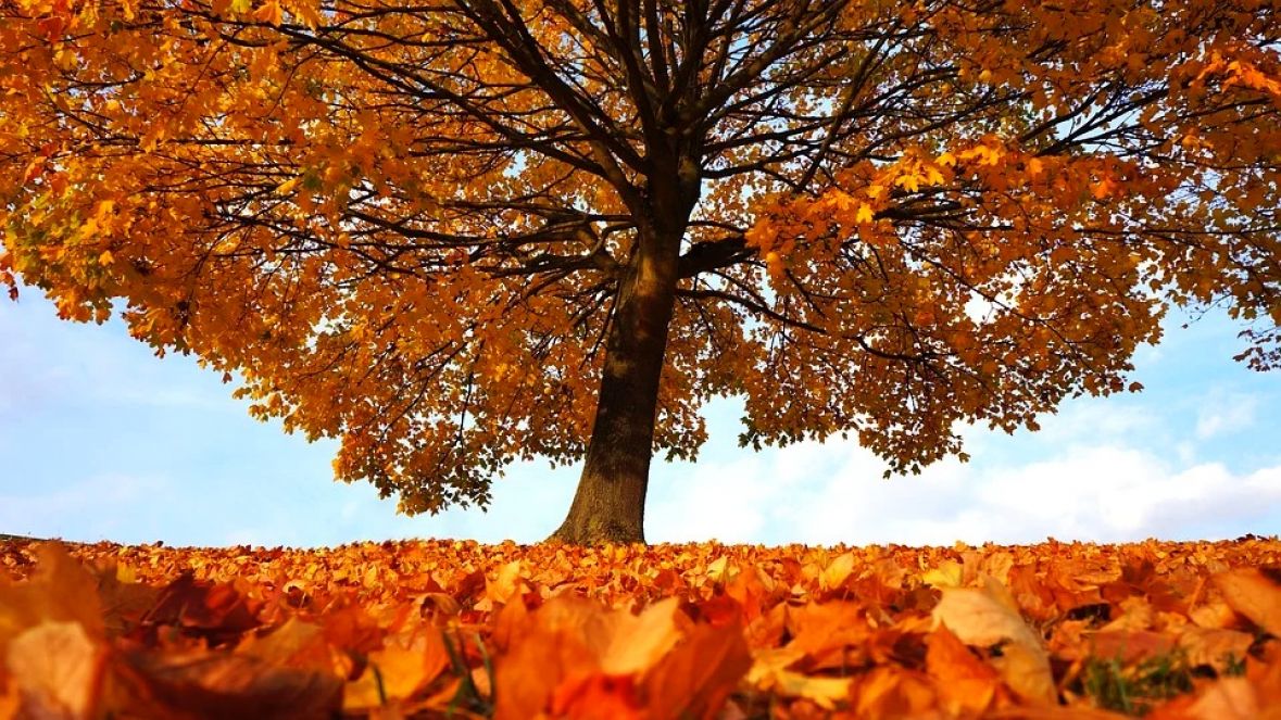 jesen drvece boje suma novembar pixabay