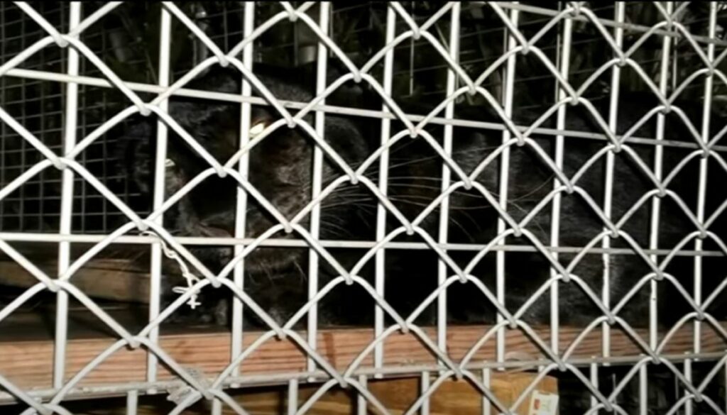 kavez leopard novembar2020 prtscn