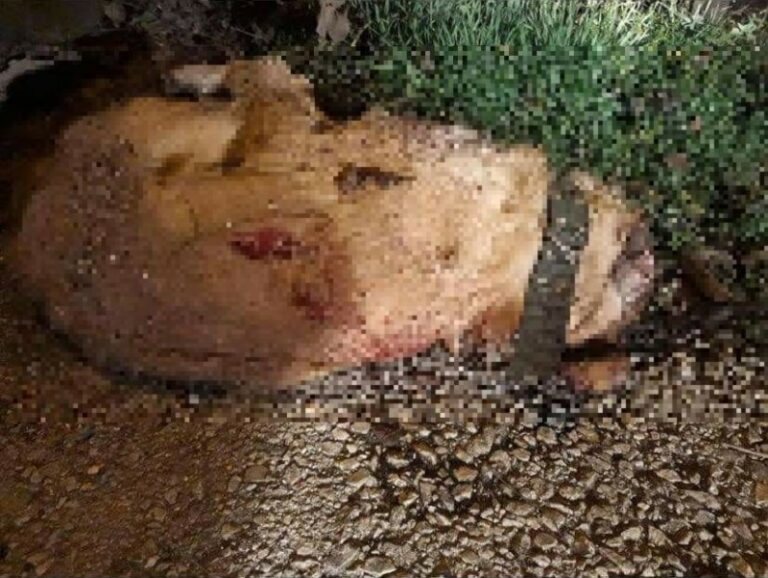 BRUTALNO UBISTVO U BIH: Namamio psa u dvorište, pa ga pred djecom ubio ašovom