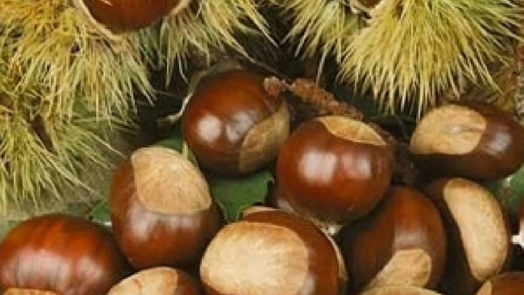 Jedite kesten, evo i zašto