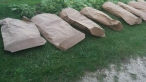 konoplja 1 696x392 1