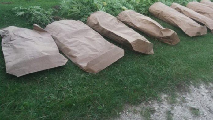 konoplja 1 696x392 1