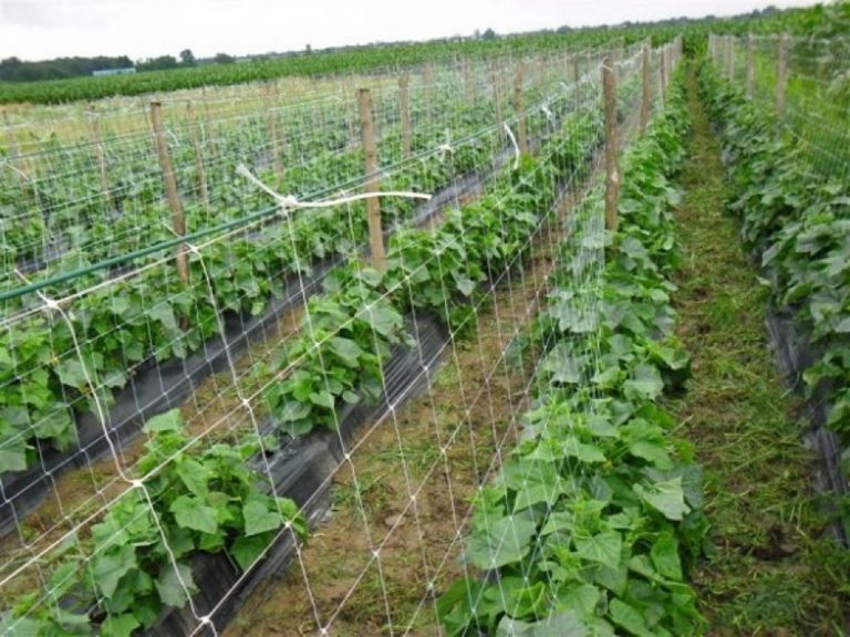 Njemačka firma želi proizvodnju paprike i zelenog feferona u Zavidovićima
