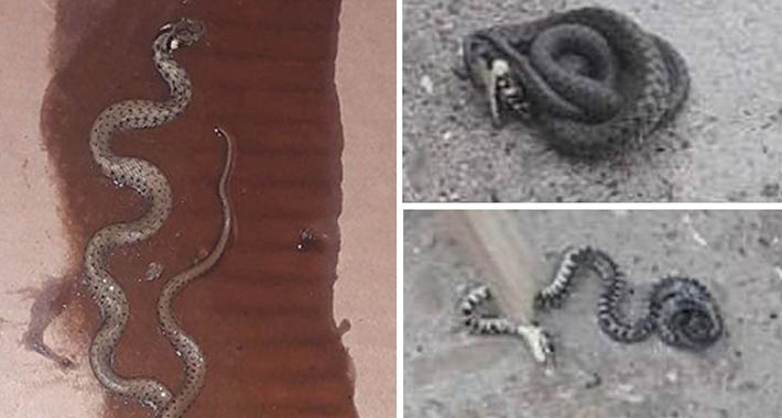 leglo zmija zmije ruski krstur 830x0 1