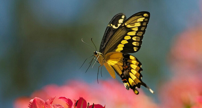 Riješena velika misterija: “Konačno znamo kako leptir leti sa svojim nezgrapnim krilima”