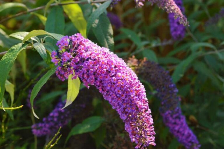 Oduzimaju dah: Biljke koje možete zasaditi ove jeseni