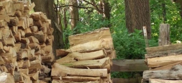 GENIJALNA VARKA Možete li pronaći mačku na ovoj fotografiji?