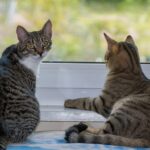 macke ilustracija kucni ljubimac pixabay