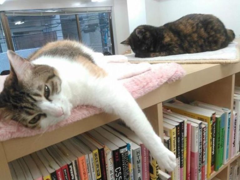 Mačke pomažu da ljudske rane brže zarastu i smanjuju stres