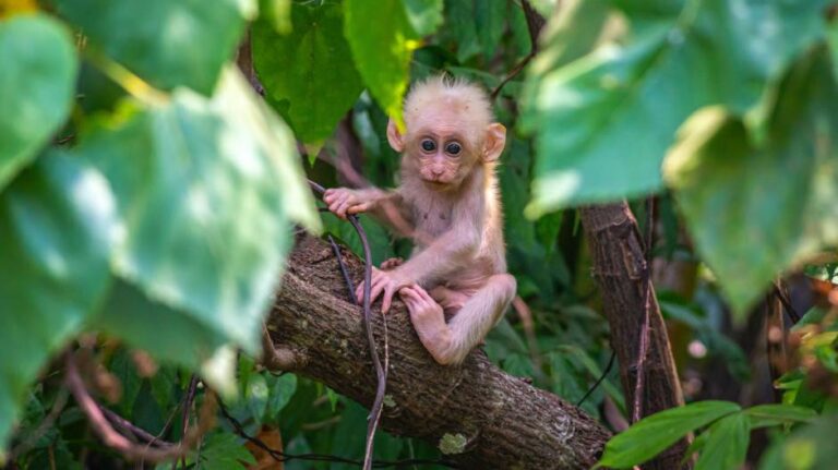 Otkrivena nova vrsta majmuna