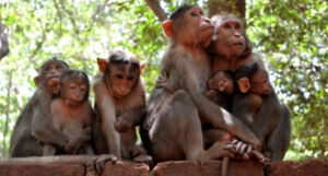 majmuni 1