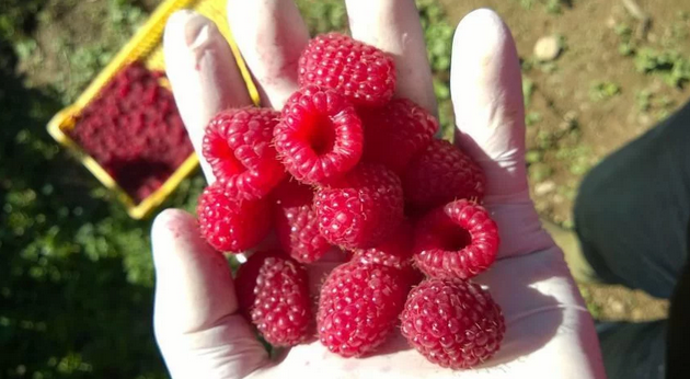 Maline sprečavaju debljanje i dijabetes