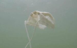 maska okean decembar2020 prtscn