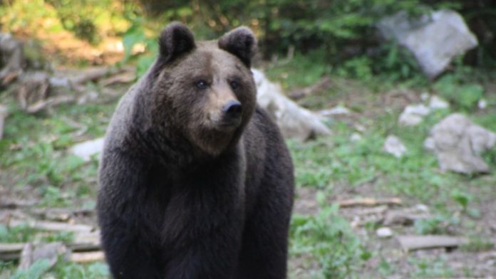 medvjed 55 696x392 1