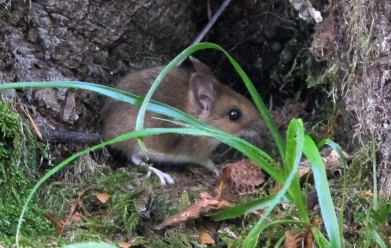 Epidemija ‘mišje groznice’ u Bosanskoj Gradišci