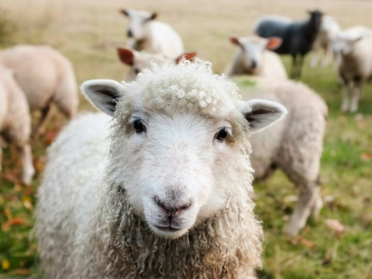 ovca livada ovce pixabay 1