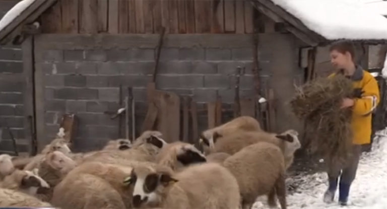 Fascinantna priča o dječaku Ameru koji umjesto igračaka kupuje – ovce