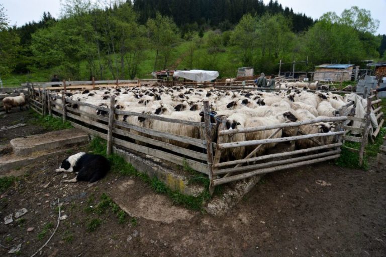 Kakanj: Iz tora za ovce ukradeno janje
