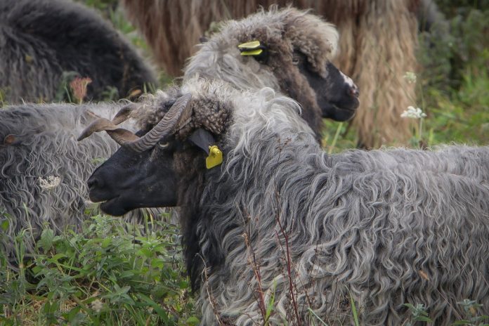 ovnoviiii2 696x464 1