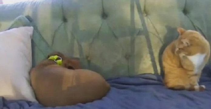 pas mačka 696x362 1