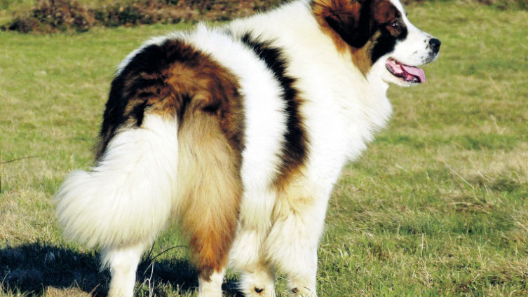 Međunarodno priznat kao bh.-hrvatski pastirski pas: Država je izdala bosanskog tornjaka