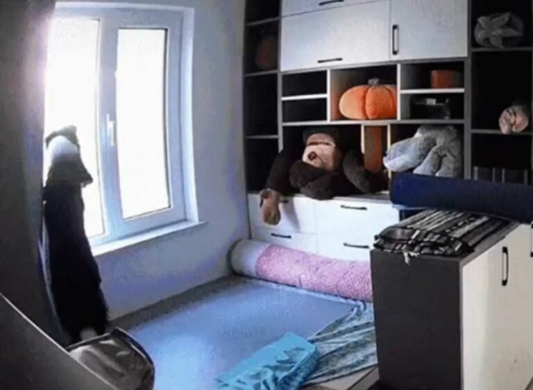 Snimak slomio srce: Stavila kameru da sazna kako njen pas provodi vrijeme sam u kući