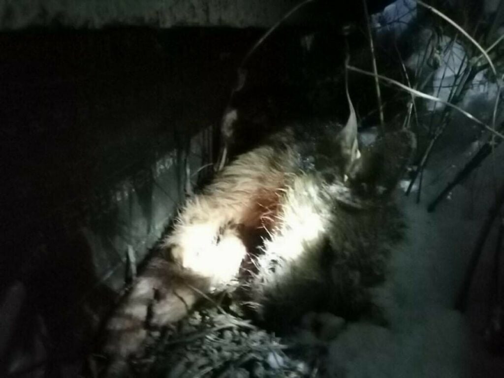 pas ubijen fojnica fortuna