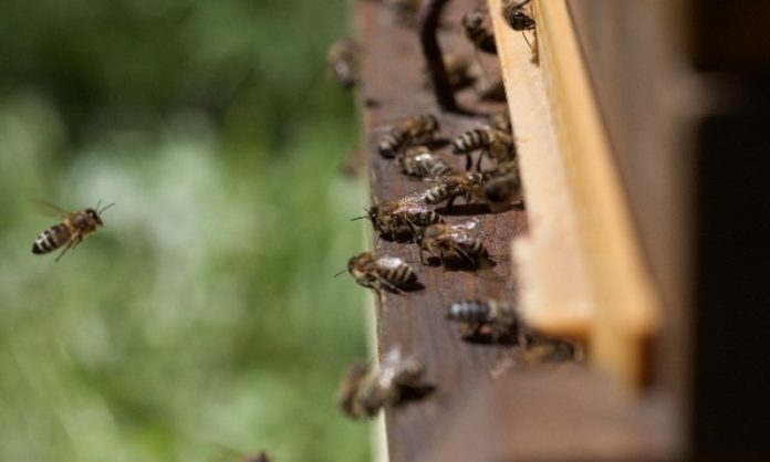 pcele bec 5 696x418 1