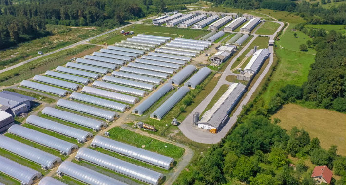 plastenici ciljuge bingo 9